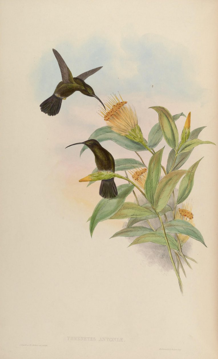 Threnetes antoniae = Threnetes niger niger od John Gould