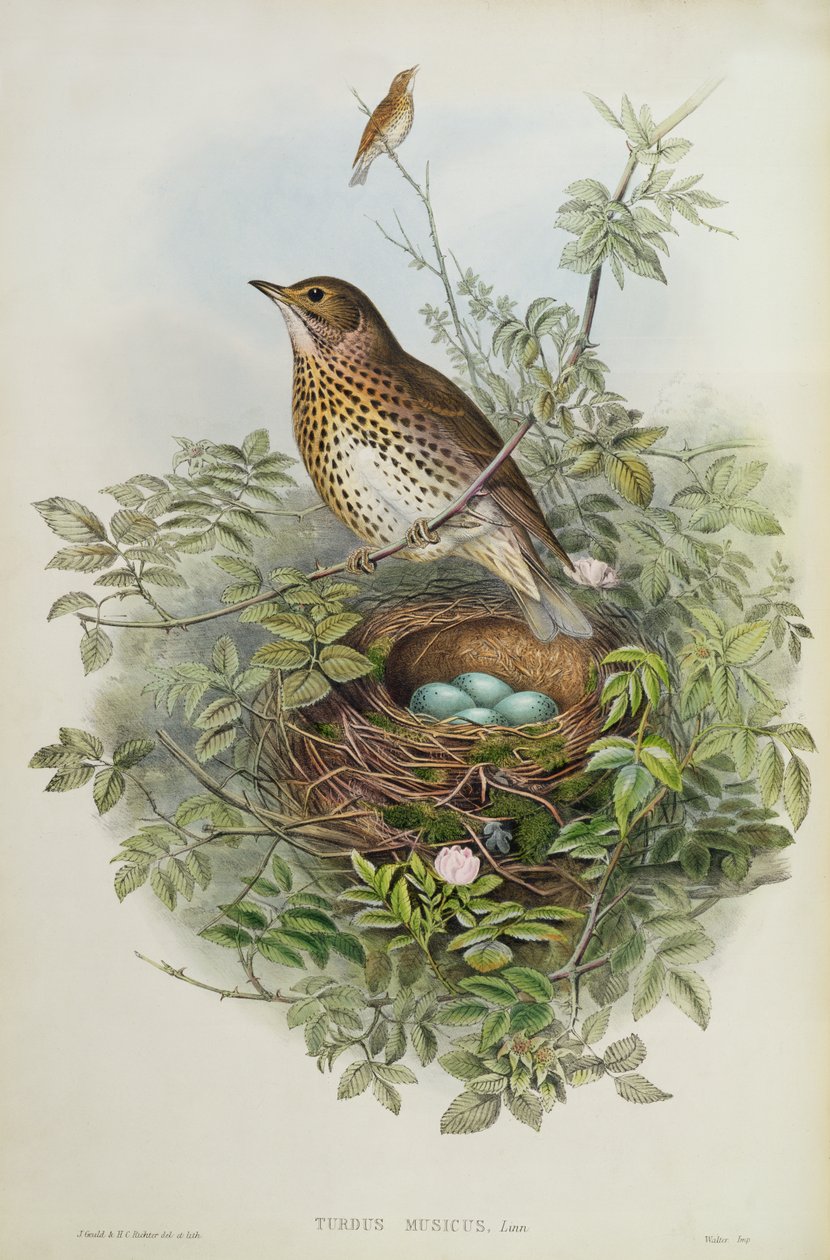 Drozd, 1873 (wc, tužka na papíře) od John Gould