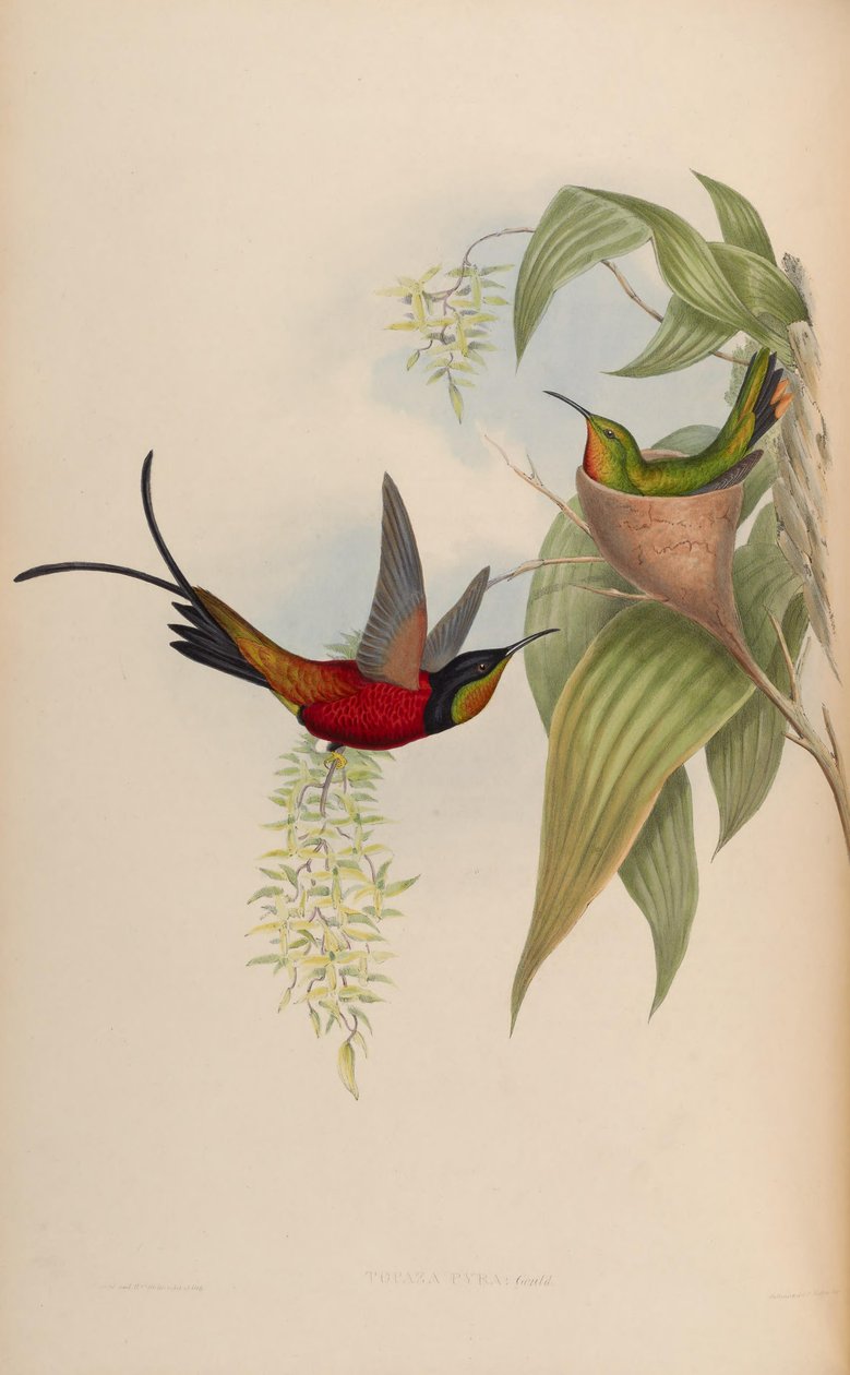 Topaz Pyra od John Gould