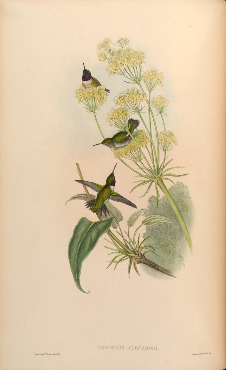 Trochilus alexandri = Archilochus Alexandra od John Gould