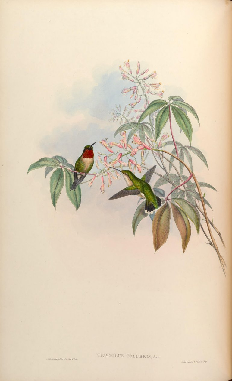 Trochilus colubris = Archilochus colubris od John Gould