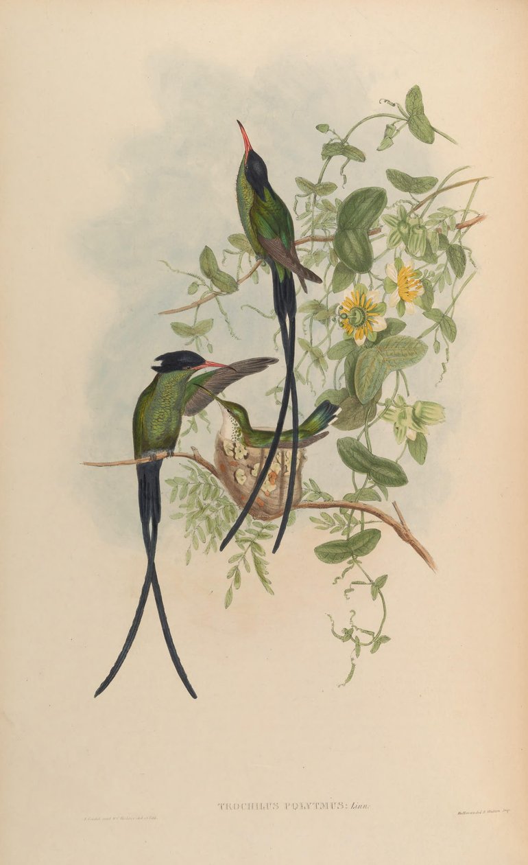 Trochilus polytmus od John Gould