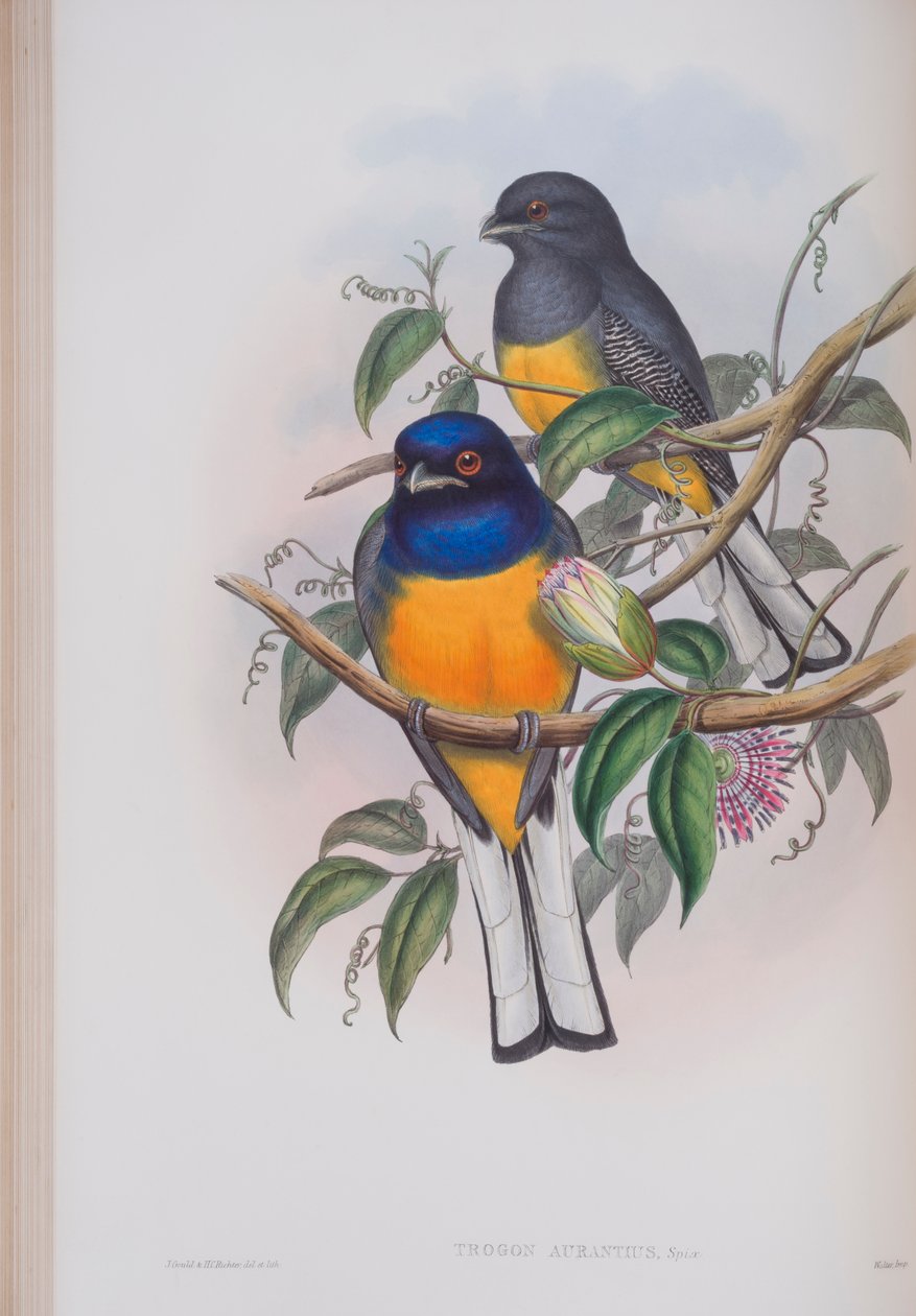 Trogon Aurantius, deska z knihy The Birds of Great Britain od Johna Goulda, vydané v letech 1862-73 (ručně kolorovaná litografie) od John Gould