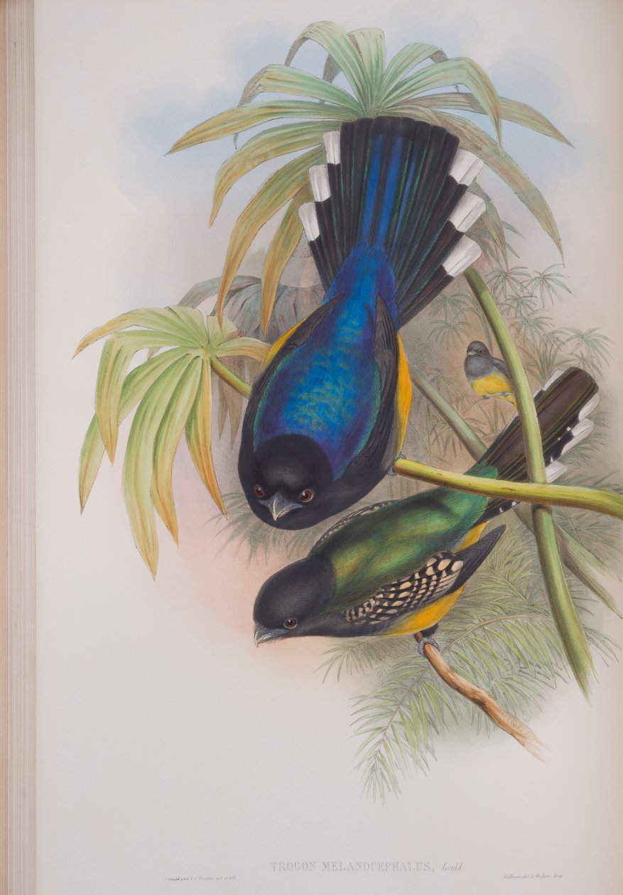 Trogon Melanocephalus, deska z The Birds of Great Britain od Johna Goulda, vydaná 1862-73 (ručně kolorované lito) od John Gould