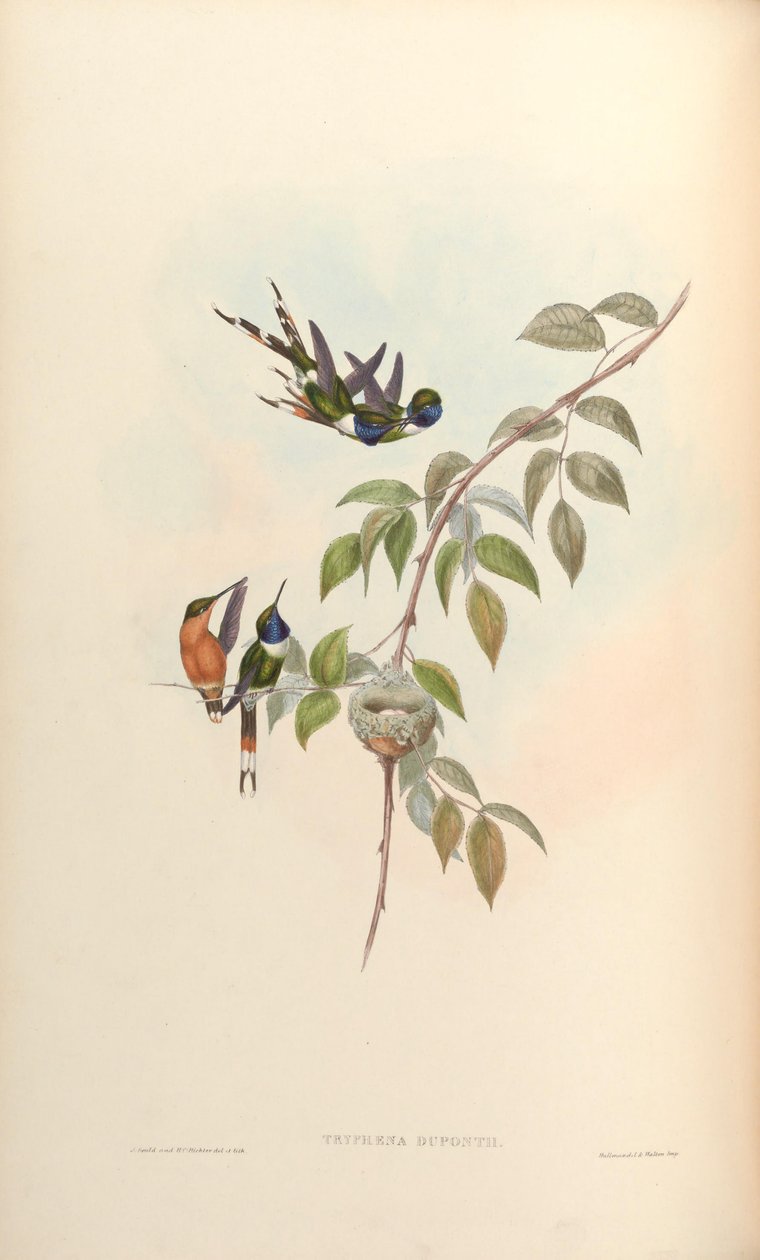 Tryphaena duponti = Tilmatura duponti od John Gould