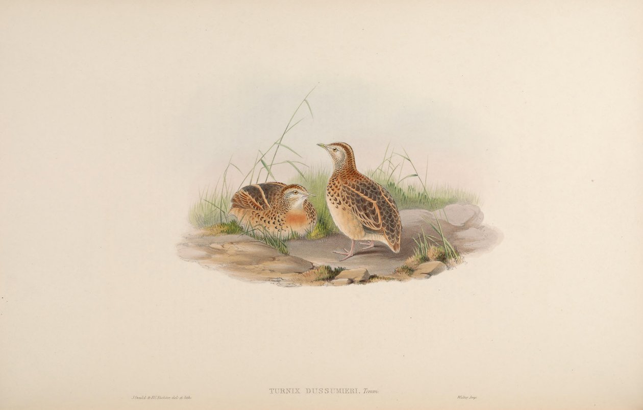 Turnix dussumieri = Turnix sylvaticus dussumier[2] od John Gould
