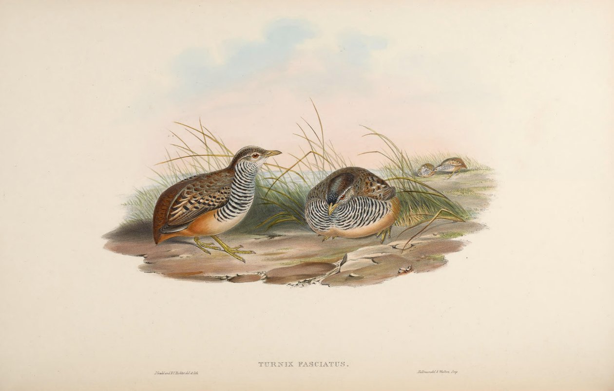 Turnix fasciata = Turnix suscitator fasciata od John Gould