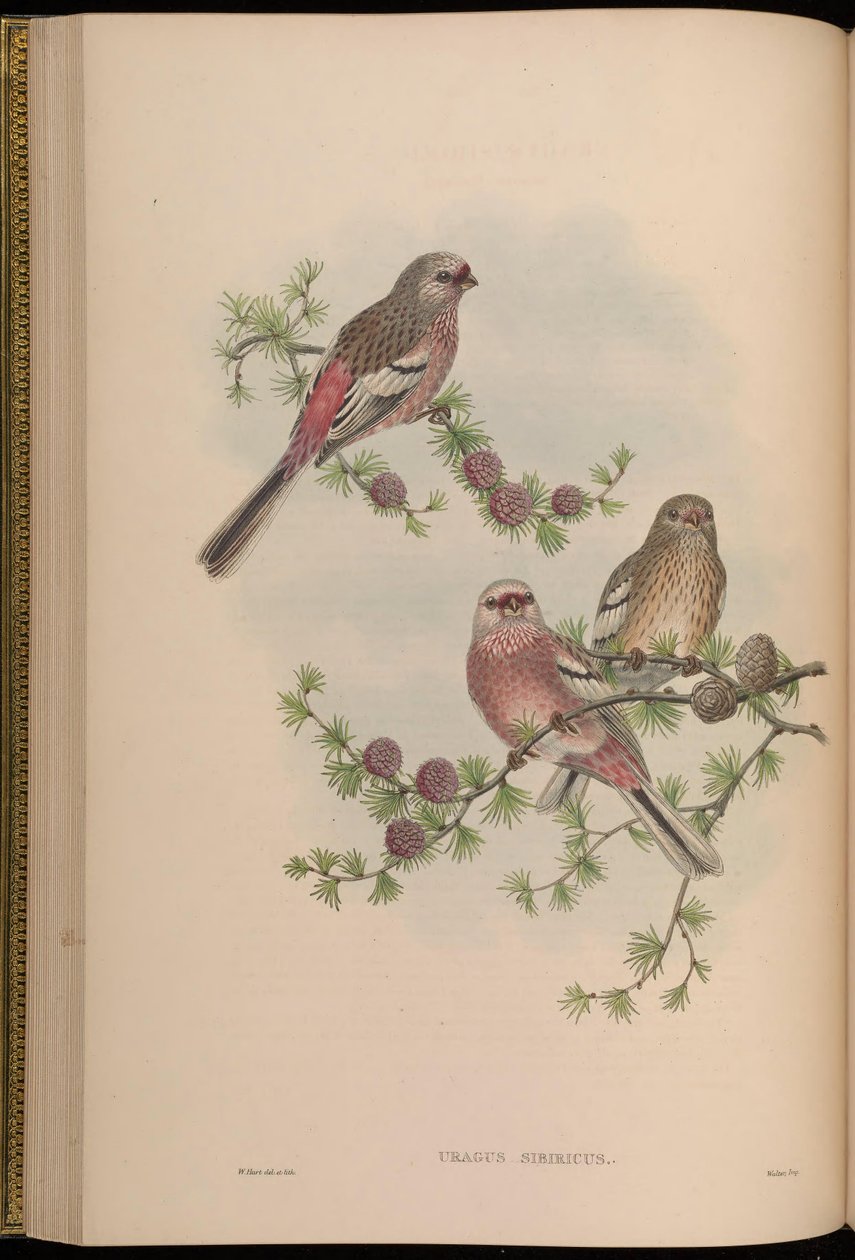 Uragus sibiricus od John Gould