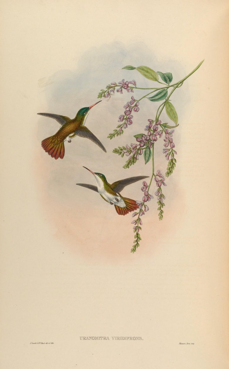 Uranomitra viridisfrons = Amazilia viridifrons od John Gould