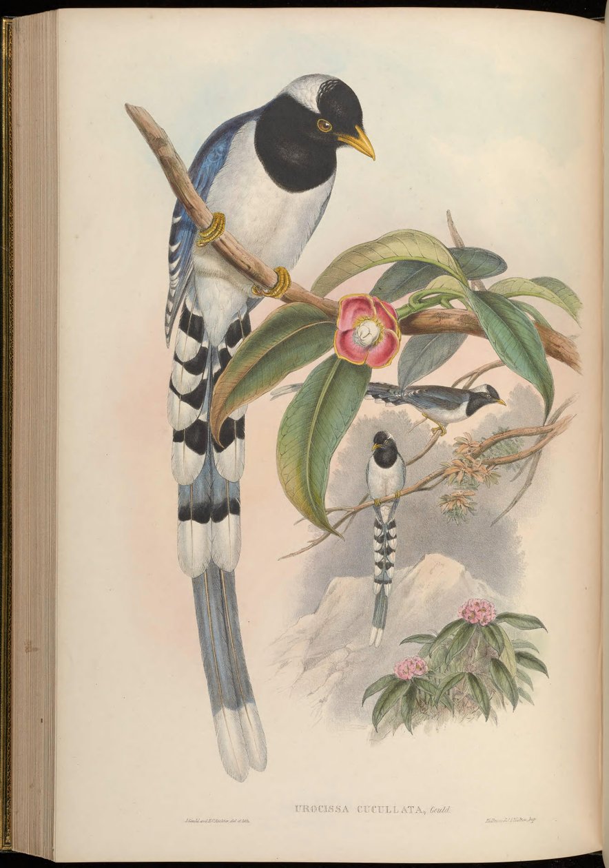 Urocissa cucullata = Urocissa flavirostris cucullata od John Gould