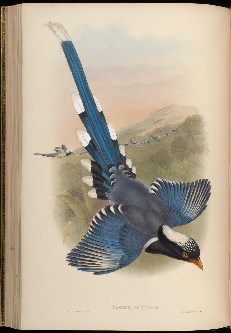 Urocissa occipitalis = Urocissa erythroryncha occipitalis od John Gould