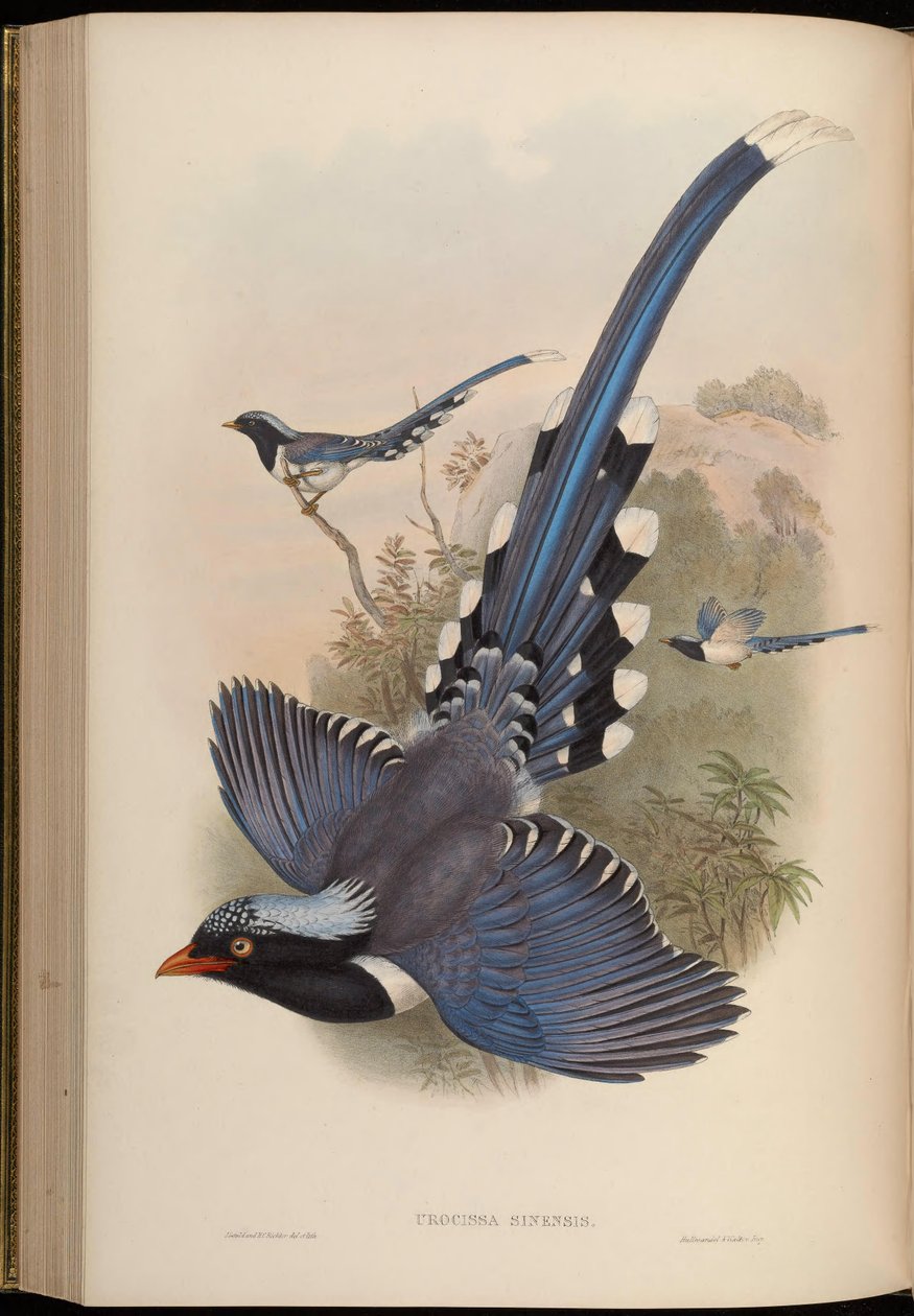 Urocissa sinensis = Urocissa erythrorhyncha od John Gould