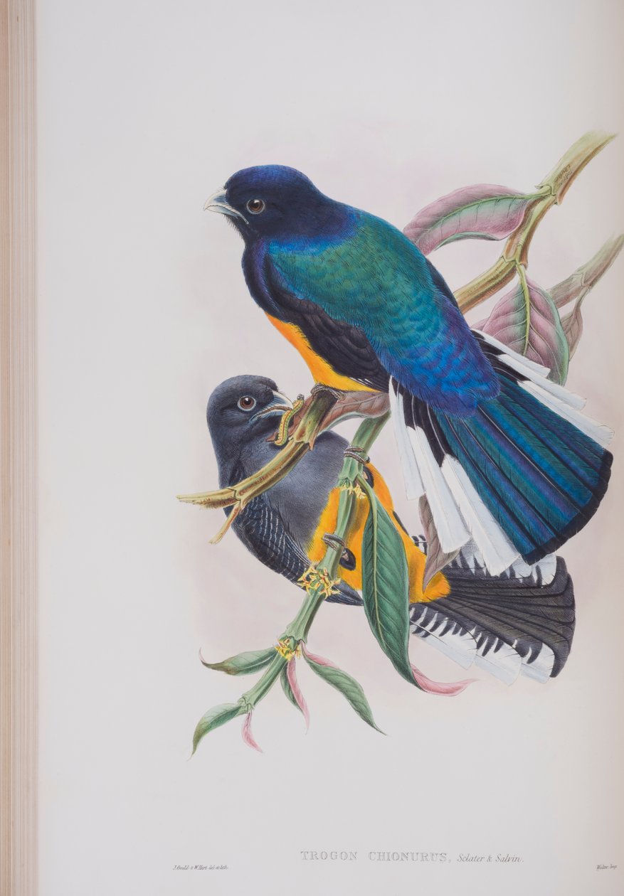 White-Tailed Trogon, deska z The Birds of Great Britain od Johna Goulda, vydaná 1862-73 (ručně kolorované lito) od John Gould
