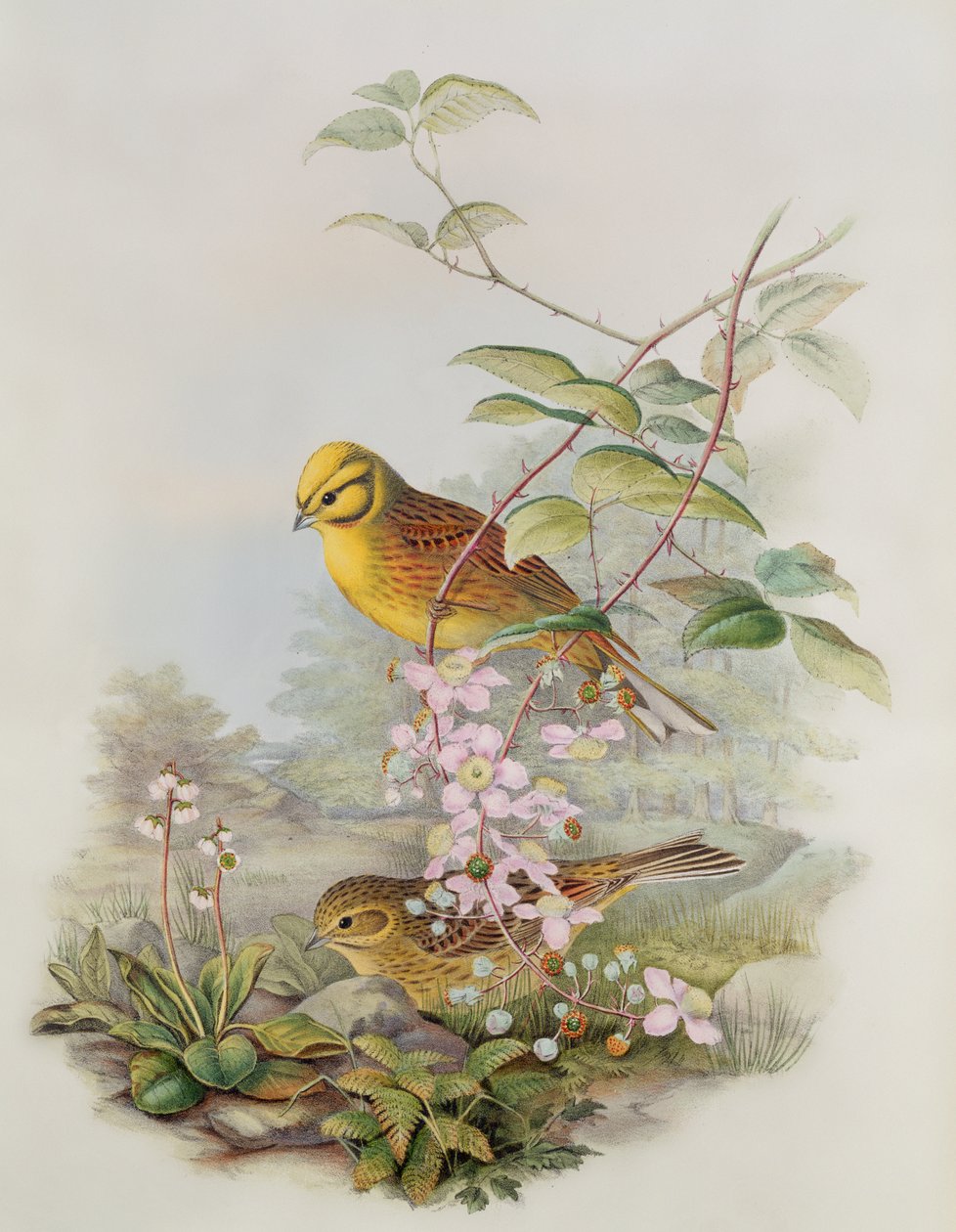 Yellowhammer, 1873 (tužka, wc na papíře) od John Gould