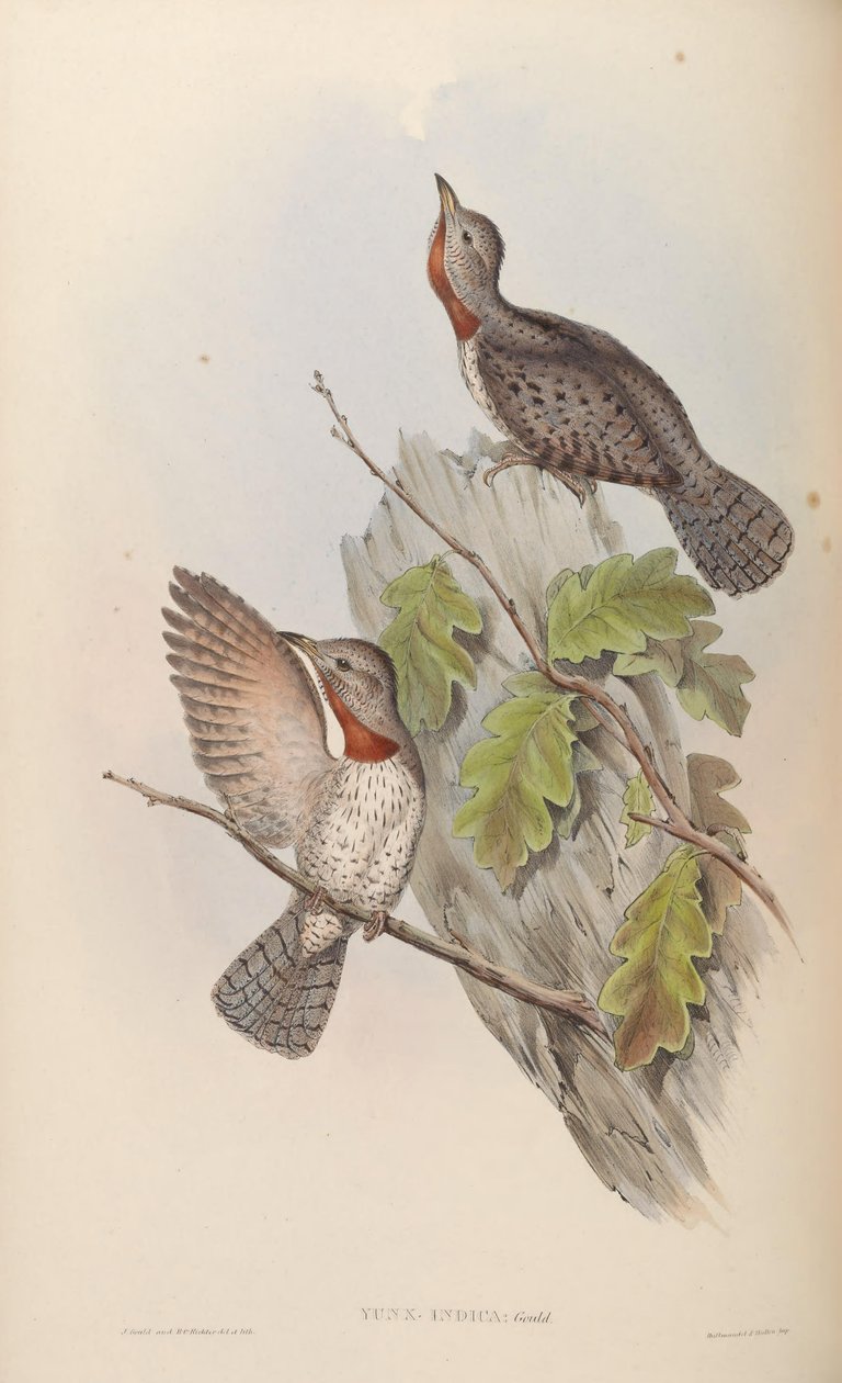 Yunx indica = Jynx ruficollis (syn. J. pectoralis ) od John Gould
