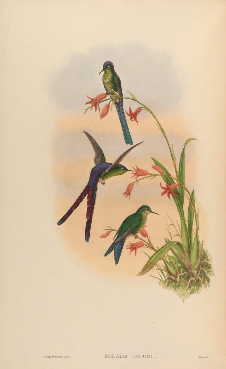 Zodalia ortoni = Lesbia vítězství od John Gould