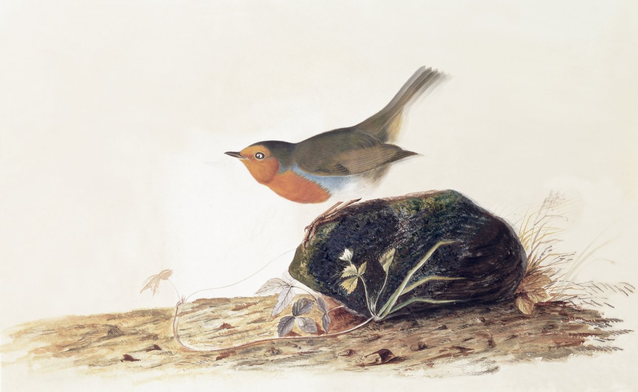 Robin posazený na mechový kámen od John James Audubon