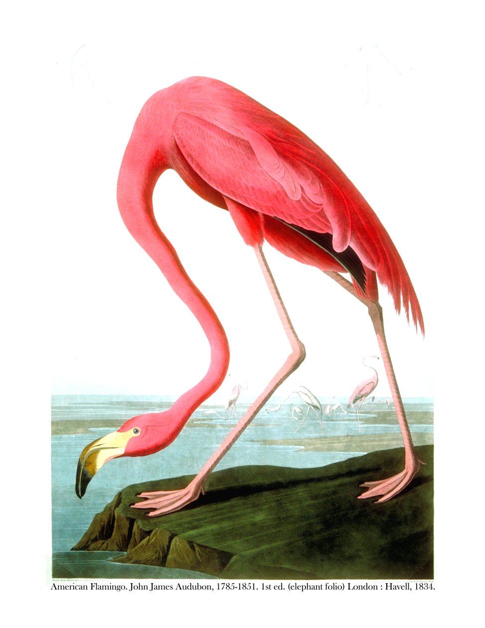 Americký plameňák, 1834 od John James Audubon