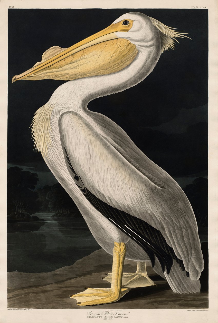 Americký bílý pelikán, 1836 od John James Audubon