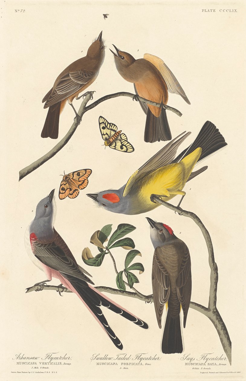 Mucholapka arkansawská, mucholapka vlaštovčí a mucholapka Saysova, 1837 od John James Audubon