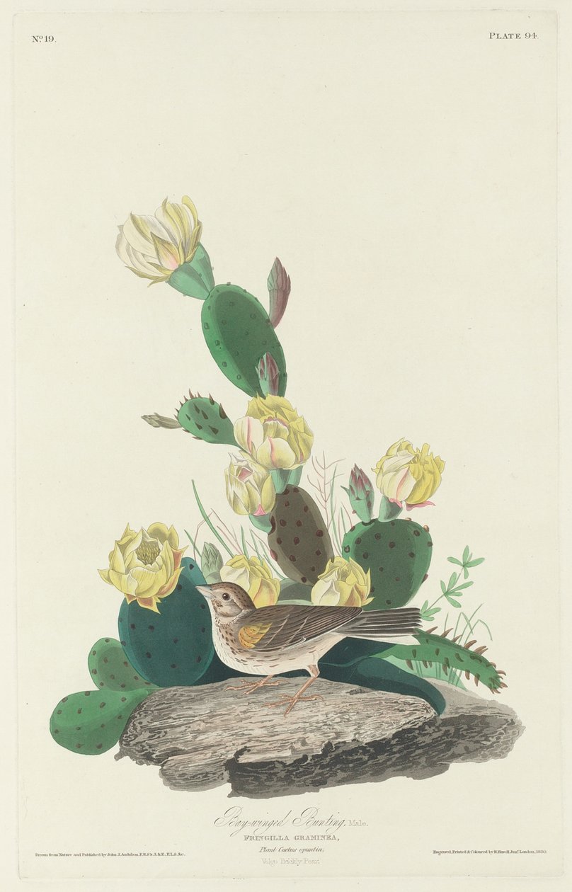 Strnad hnědokřídlý, 1830 od John James Audubon