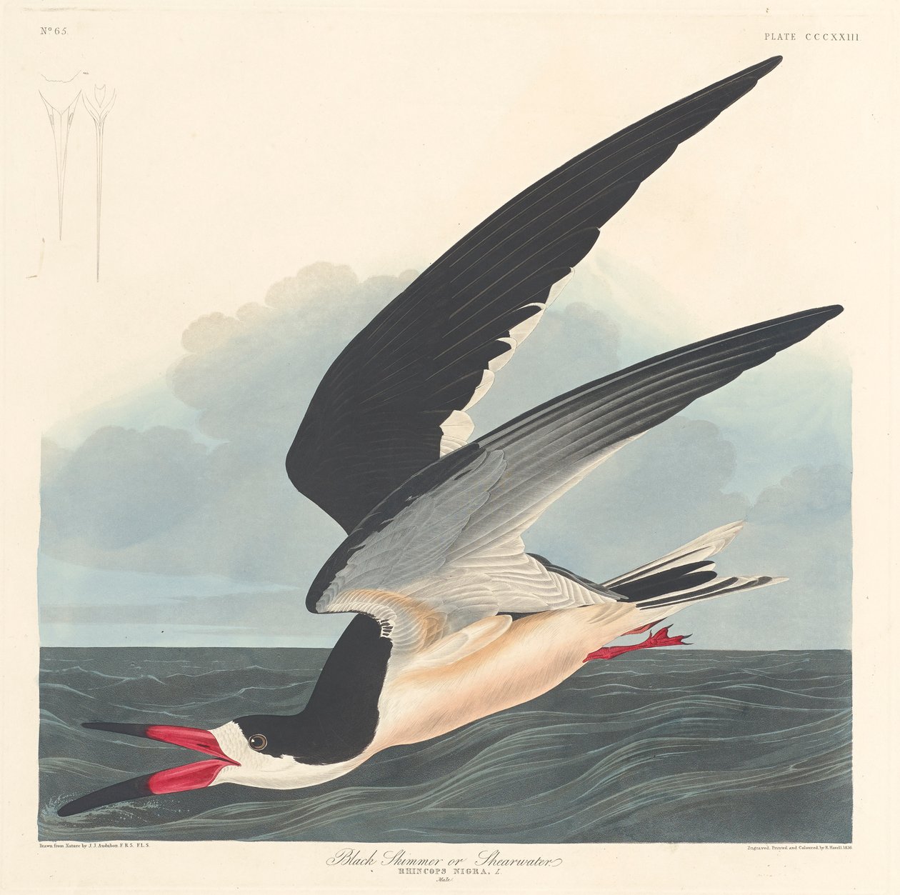 Černý skimmer, 1836 od John James Audubon