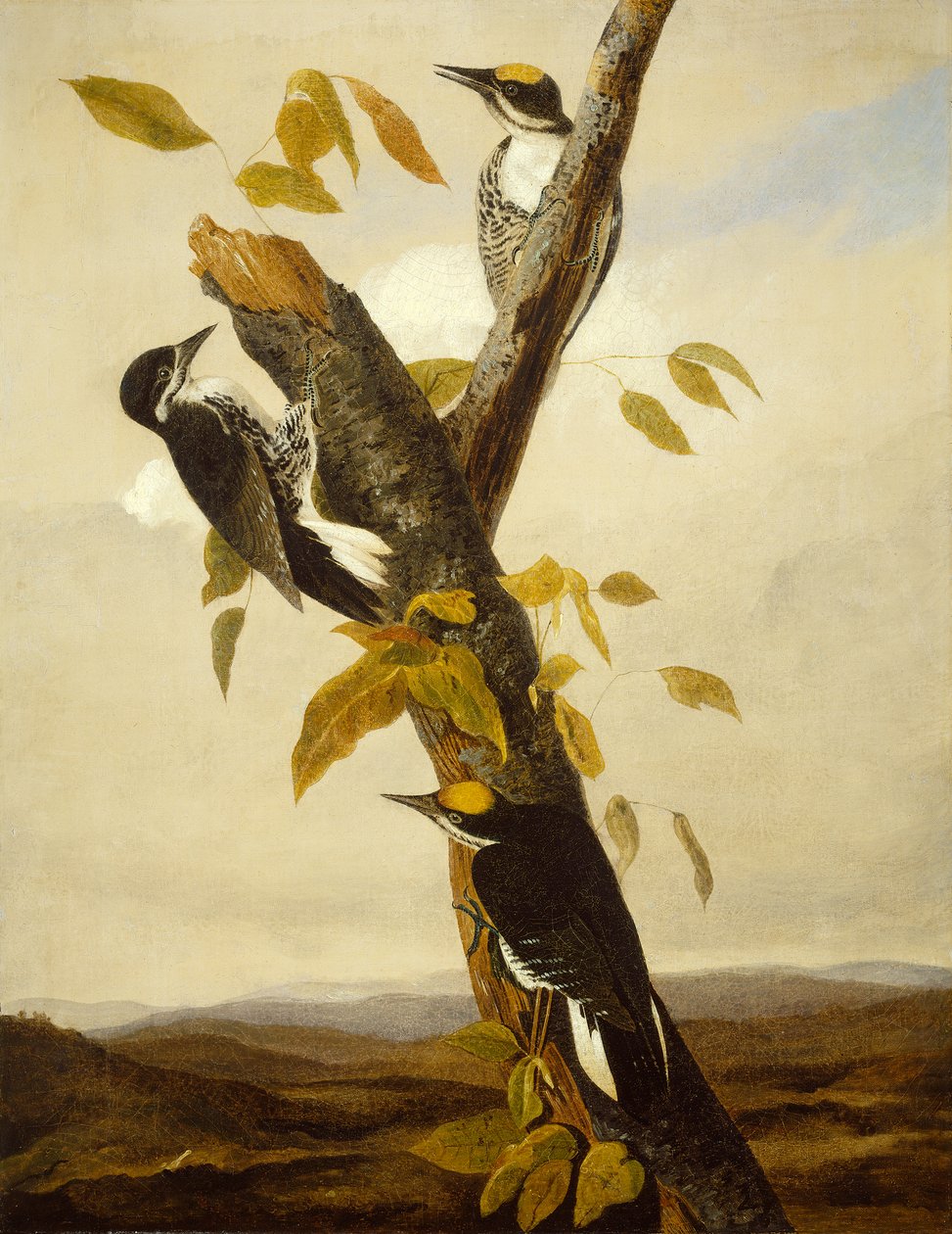 Datel tříprstý černohřbetý, 1831-3 (tužka a olej na plátně) od John James Audubon
