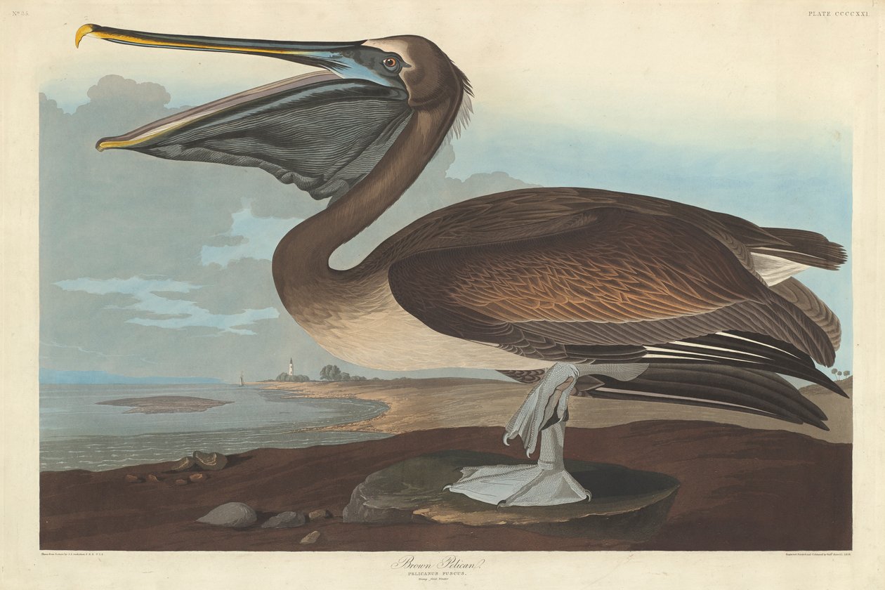 Pelikán hnědý, 1838 od John James Audubon