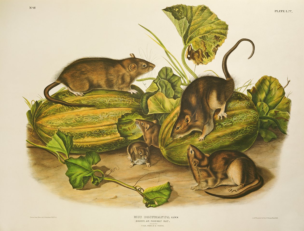 Brown, nebo Norská krysa, vyrytý Johnem T. Bowenem (1801-c.56), publikováno 1845 od John James Audubon