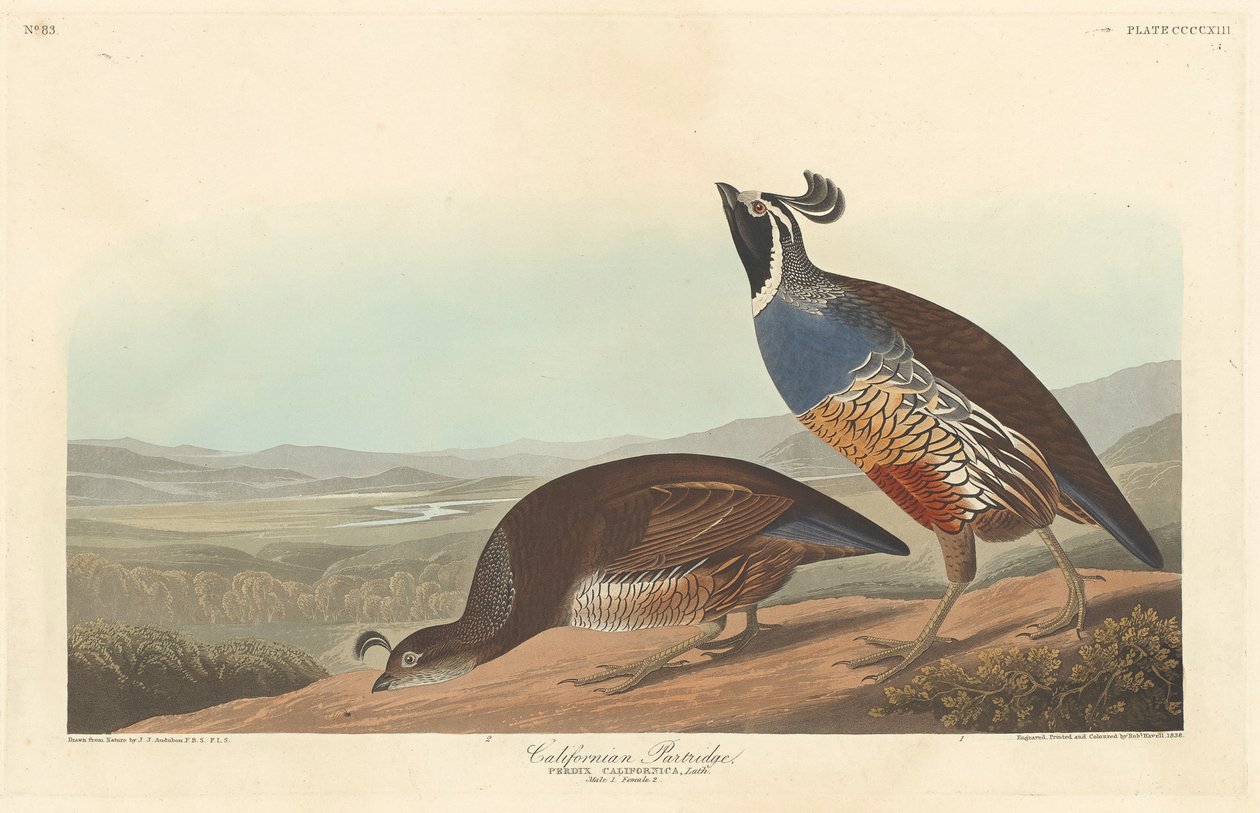 Koroptev kalifornská, 1838 od John James Audubon
