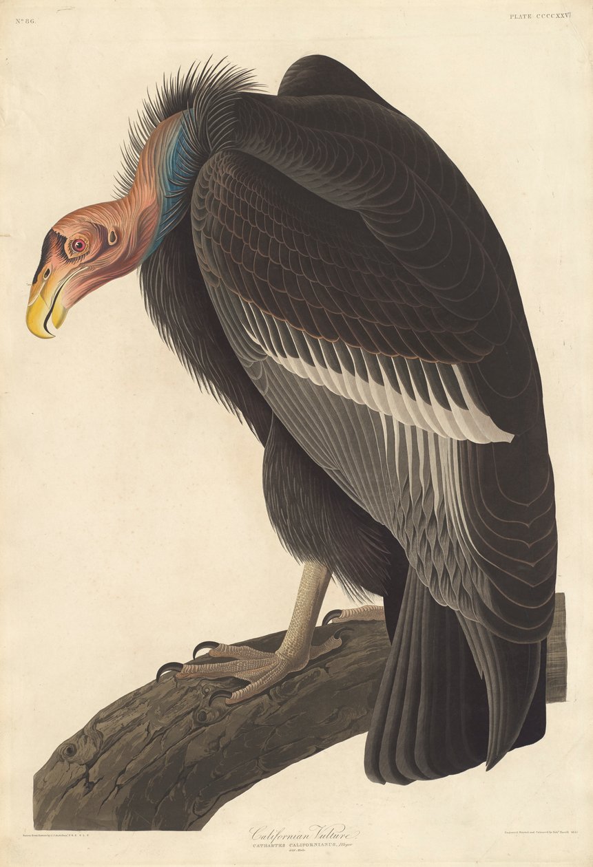 Sup kalifornský, 1838 od John James Audubon