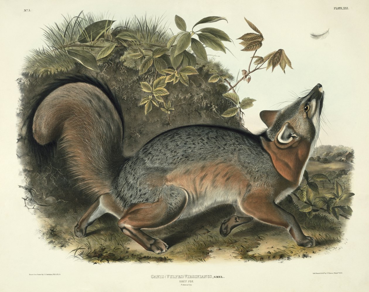 Canis (Vulpes) Virginianus (Grey Fox), deska 21 z 