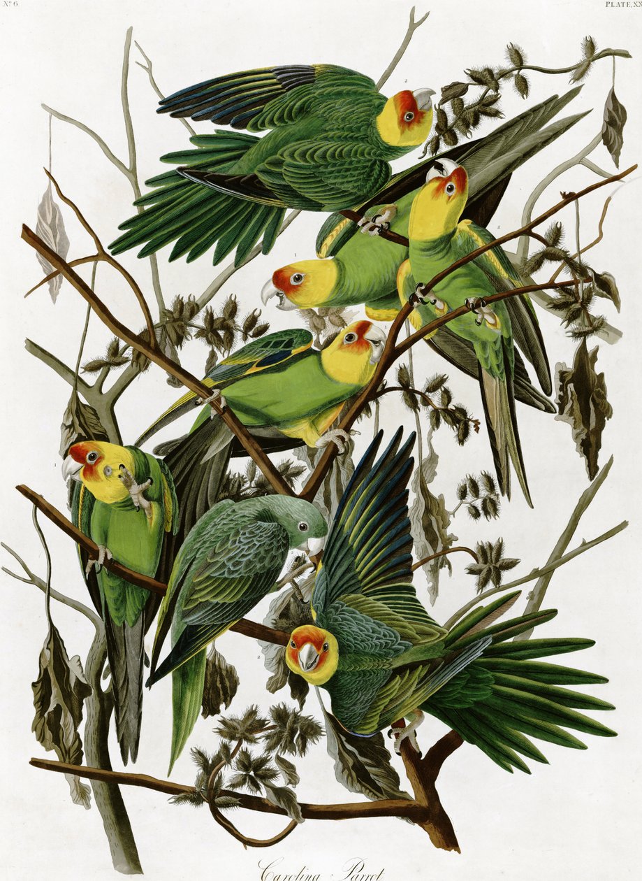 Papoušci Caroliny od Johna Jamese Audubona (1833) od John James Audubon