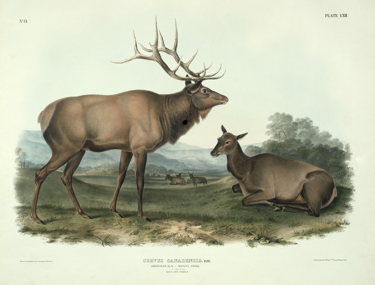 Cervus Canadensis (losos americký, jelen Wapiti), deska 62 z „Quadrupeds of North America“, vyryl John T. Bowen (1801-c.1856), 1845 od John James Audubon