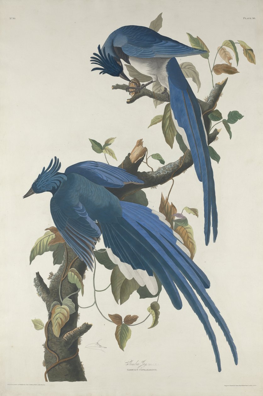 Columbia Jay, 1830 (ručně kolorovaný lept a akvatinta na papíře Whatman) od John James Audubon