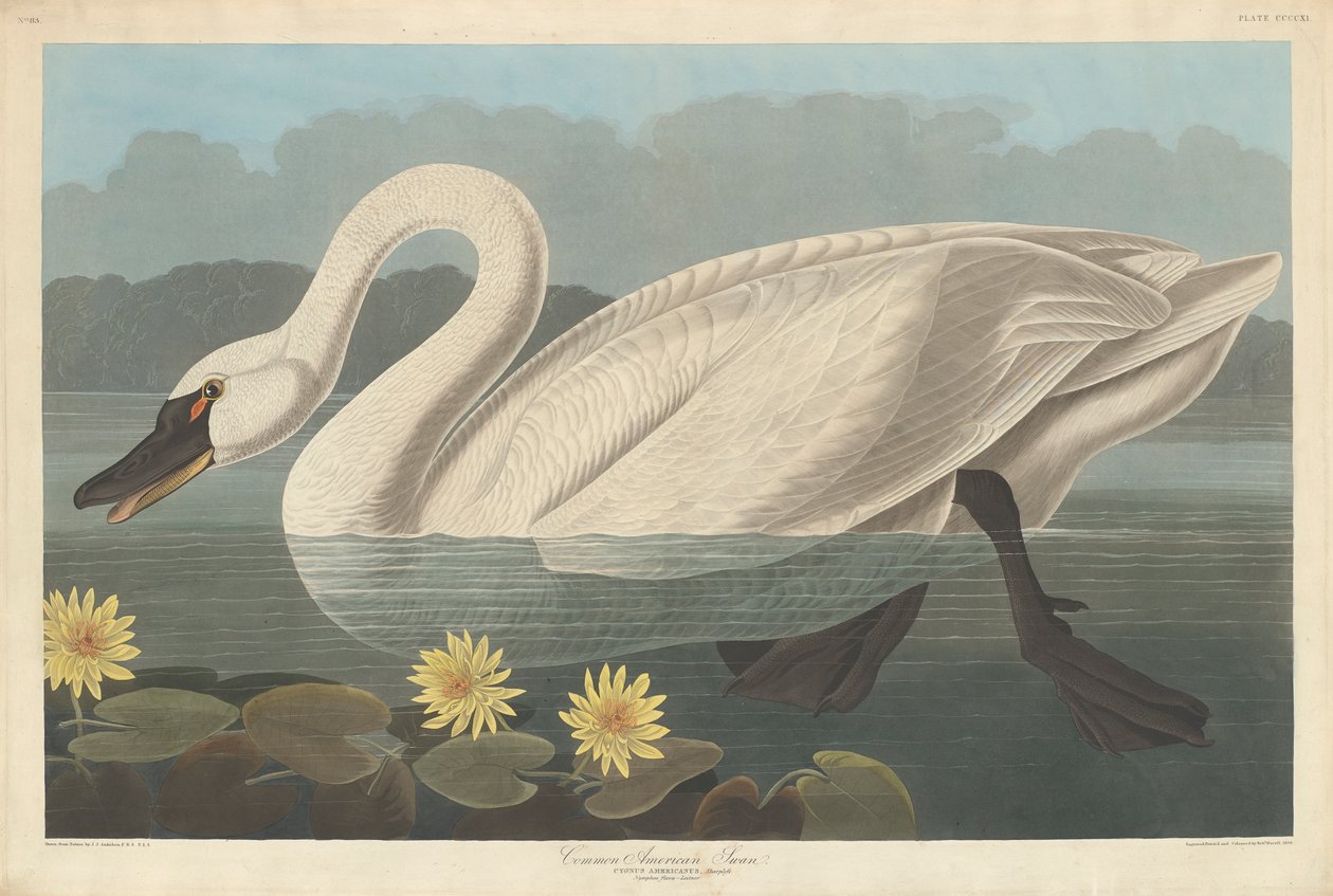 Americká labuť obecná, 1838 od John James Audubon