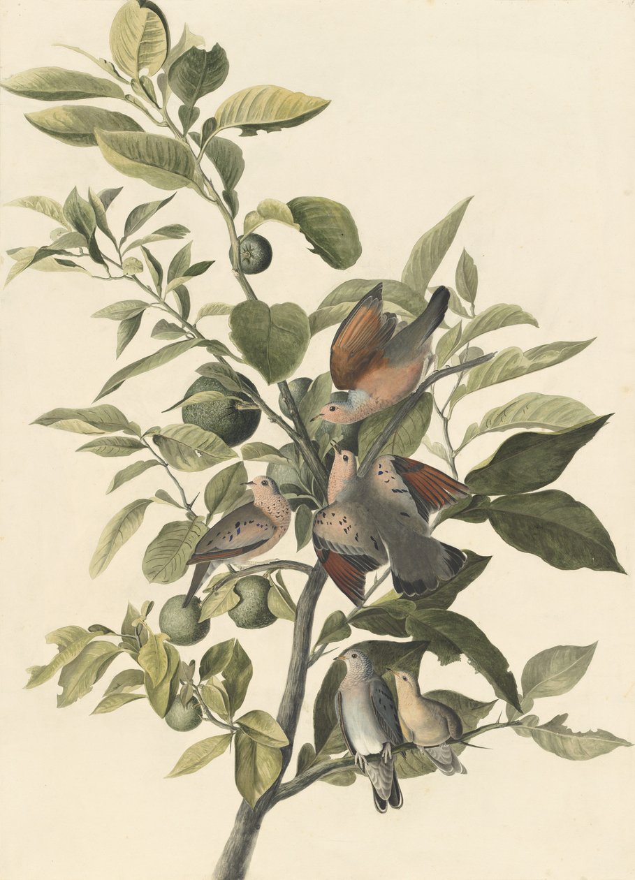 Common Ground Dove (tužka a čb na papíře) od John James Audubon