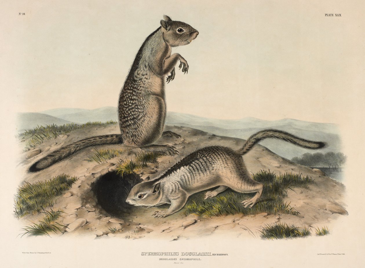 Douglassův spermofil (Spermophilus Douglass), 1844 (ručně kolorovaná litografie) od John James Audubon
