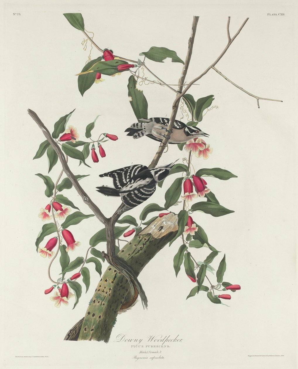 Datel plstnatý, 1831 od John James Audubon
