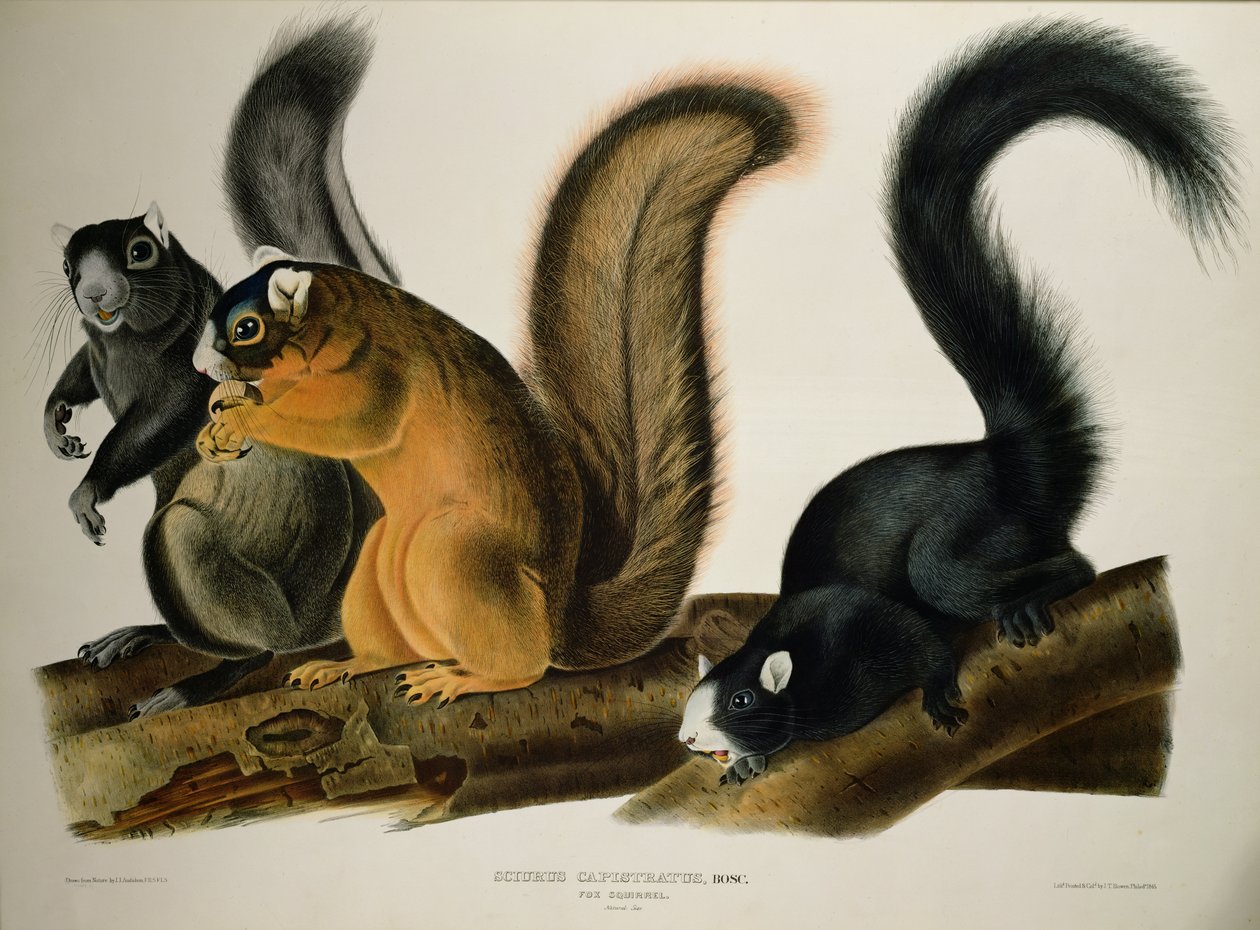 Fox Squirrel, z 