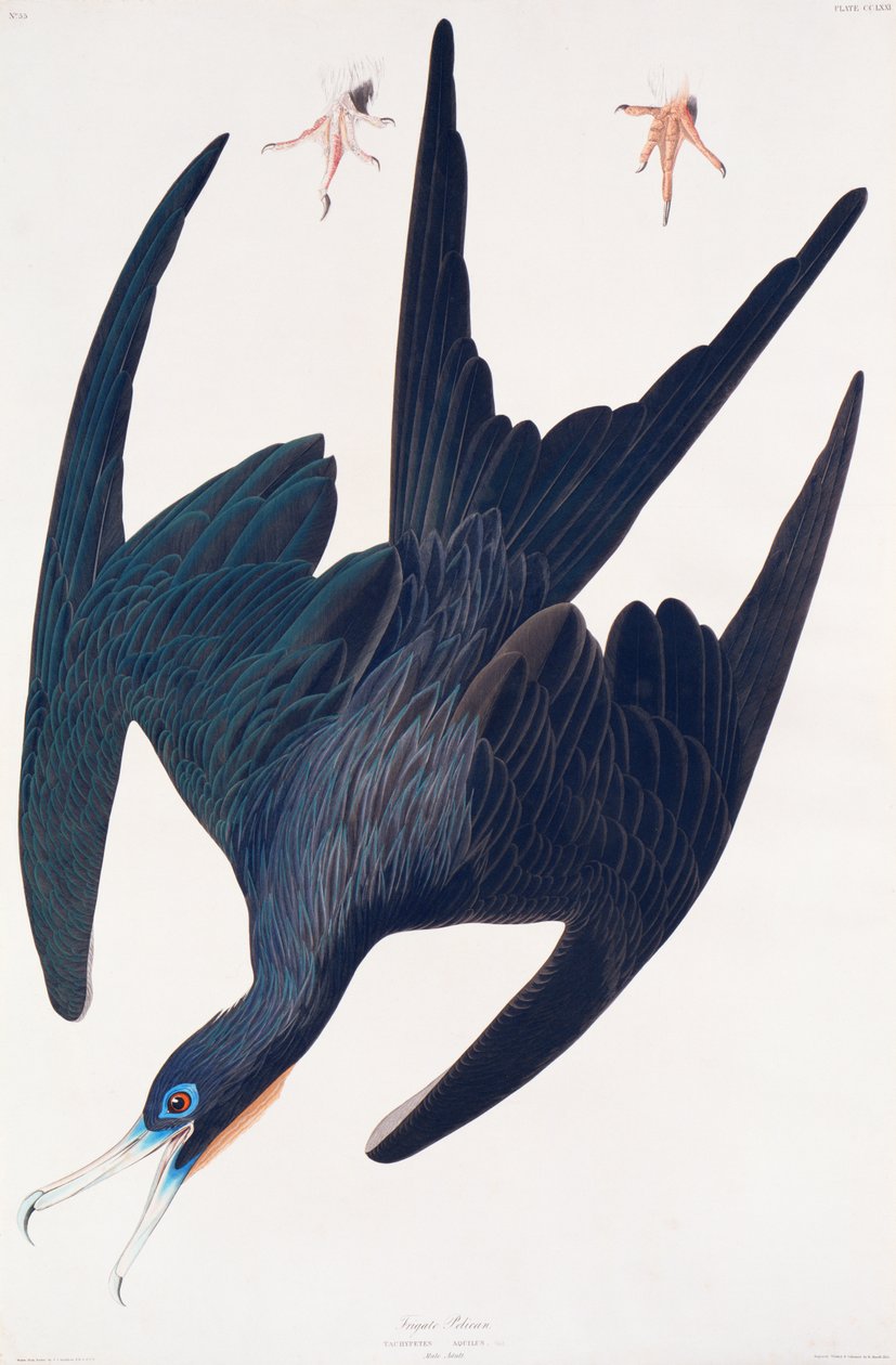 Frigate Penguin, ilustrace z Birds of America, 1835 (ručně kolorovaná rytina a akvatinta) od John James Audubon