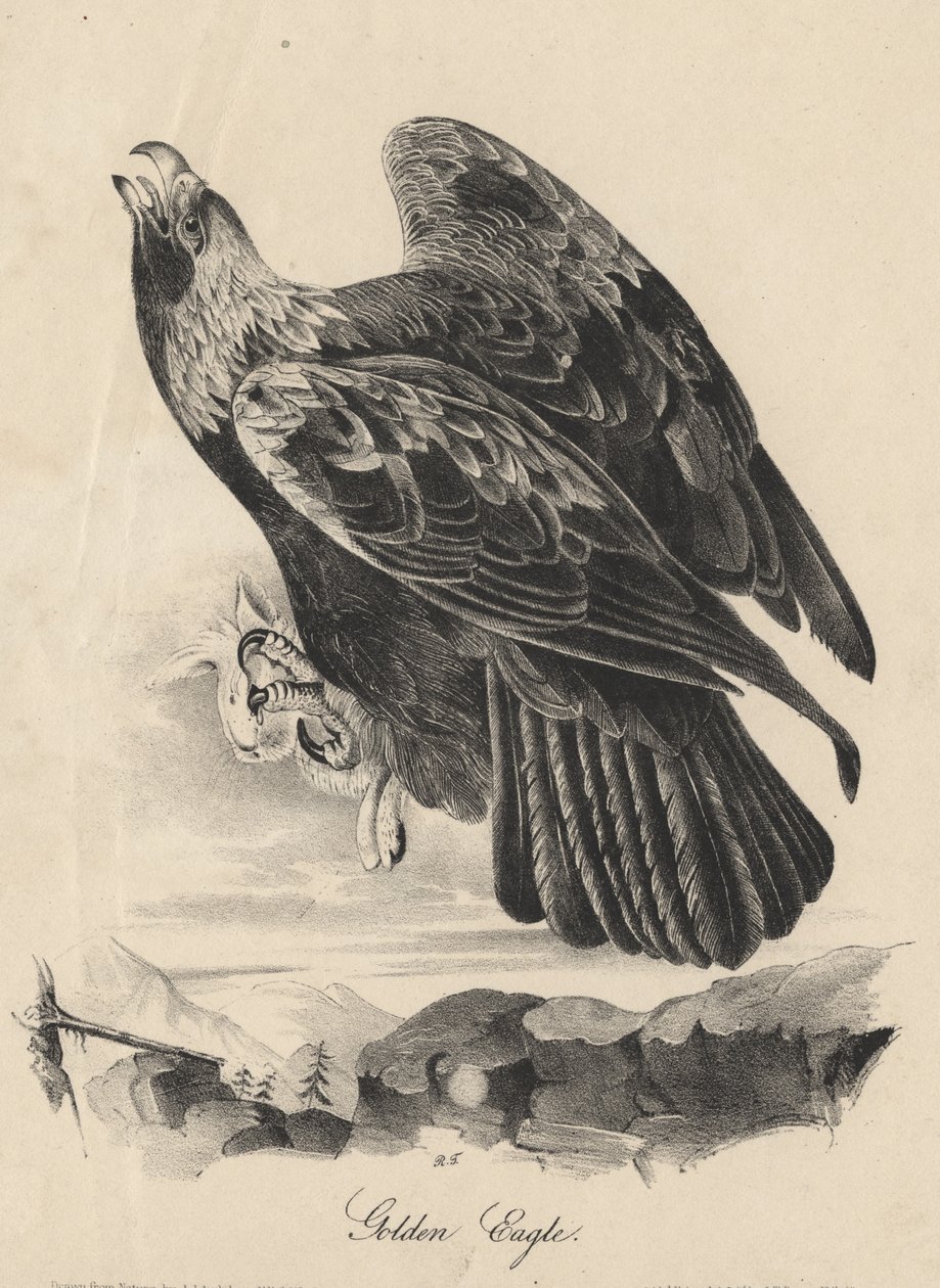 Orel skalní, litografie J. T. Bowena, z knihy "Birds of America", 1840 od John James Audubon