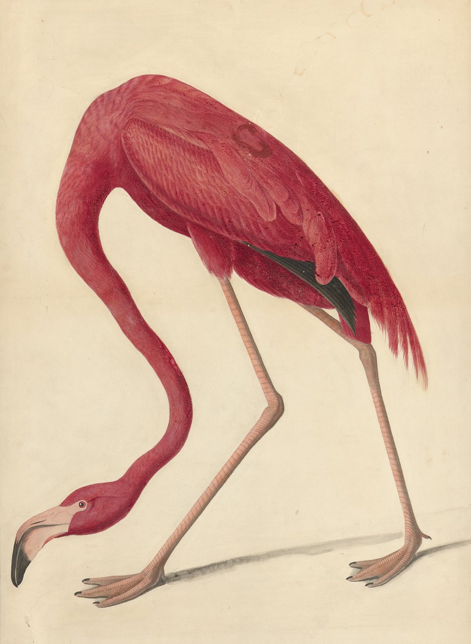 Flamingo Greater, 1838 (wc, vaječný bílek a grafit na papíře) od John James Audubon