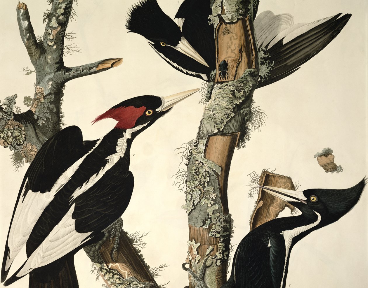 Datel ze slonovinové kosti, z Birds of America, vyryl Robert Havell 1793-1878 1829 detail barevné rytiny z 5910 od John James Audubon