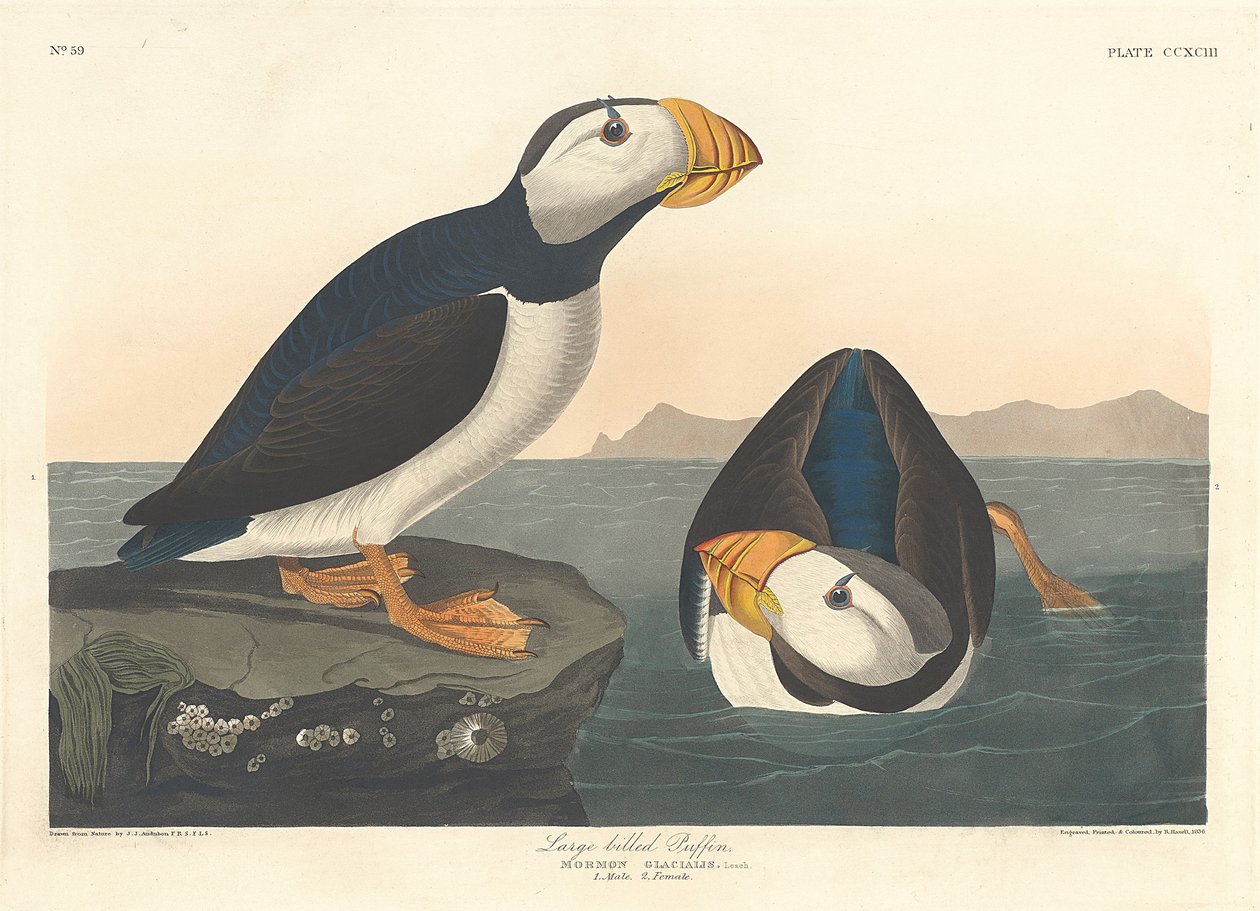Puffin velkozobý, 1836 od John James Audubon