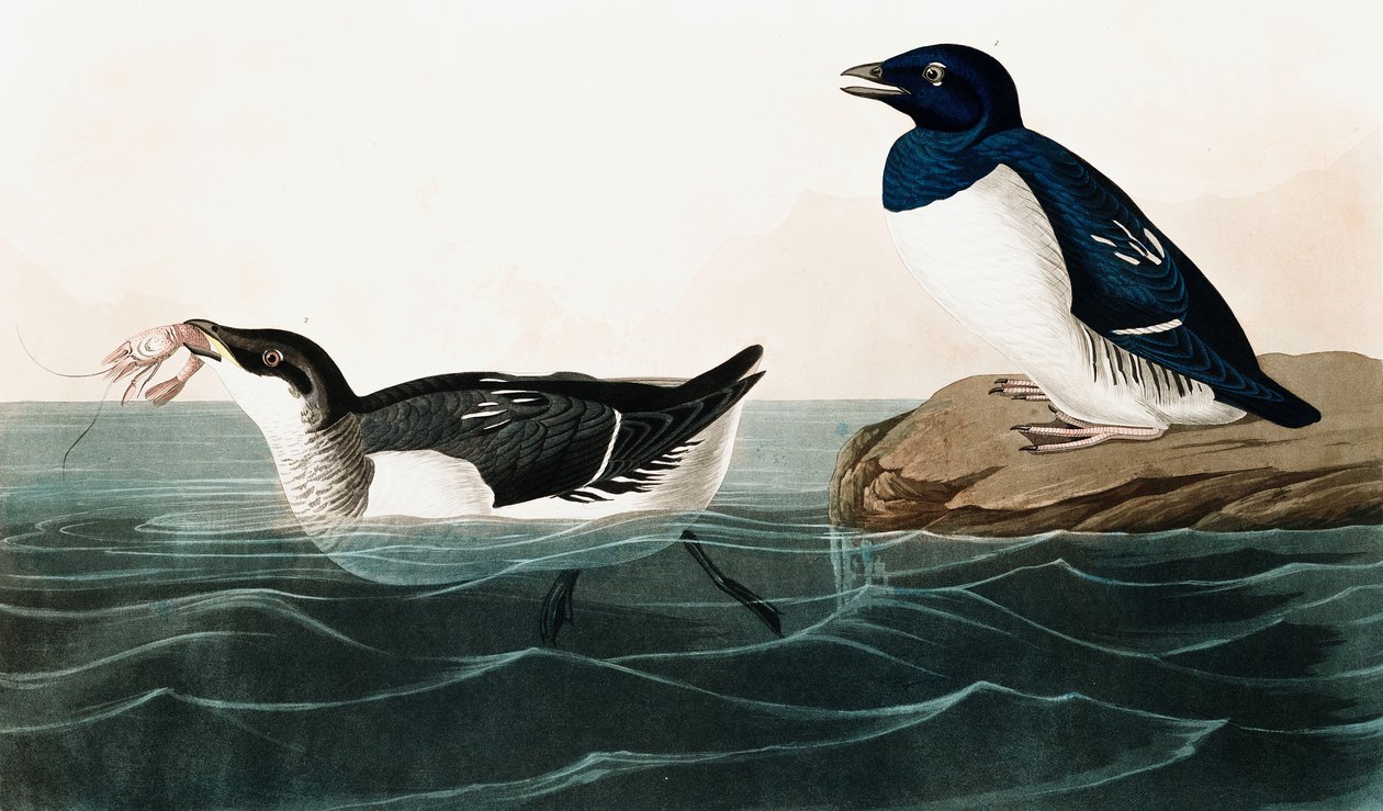 Malý Auk, Uria Alle, z The Birds of America od Johna J. Audubona, hospoda. 1827-38 (ručně kolorovaná rytina) od John James Audubon
