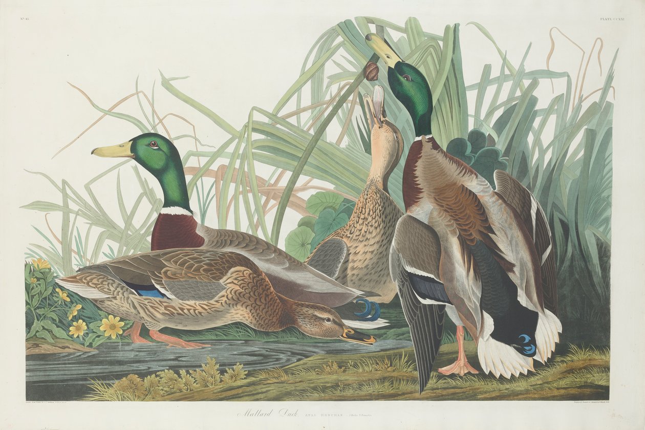 Kachna divoká, 1834 od John James Audubon
