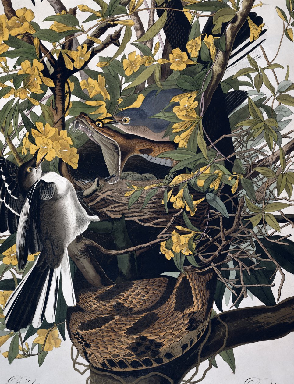 Posměváčci a chřástal, z knihy Ptáci Ameriky, vyryl Robert Havell 1793-1878, detail kolorované rytiny 195125 od John James Audubon
