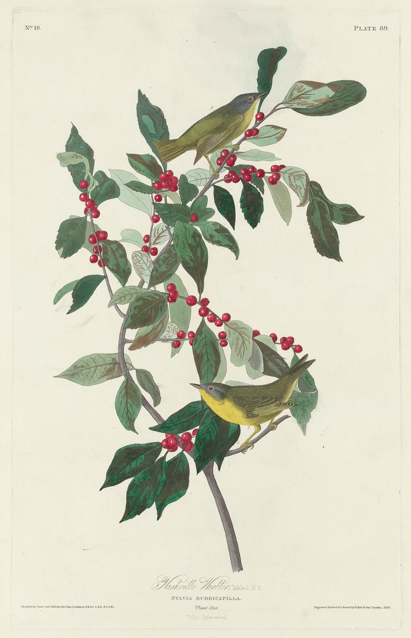 Nashville Warbler, 1830 od John James Audubon