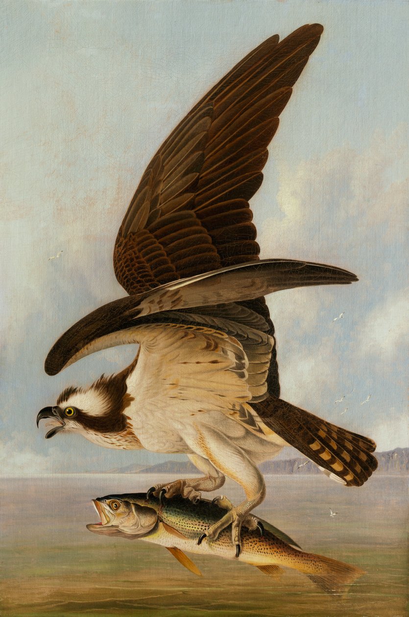 Osprey and Weakfish, 1829 (olej na plátně na sololitu) od John James Audubon